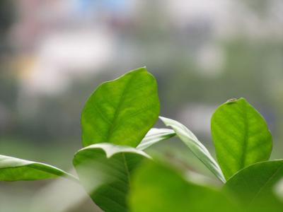 叶子是不会飞翔的翅膀 叶子 叶子是不会飞翔的翅膀‵