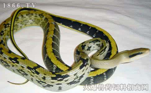 黑眉锦蛇 黑眉锦蛇 黑眉锦蛇的养殖技术