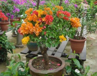 三角梅和哪些花能嫁接 嫁接 | 一株三角梅开出五颜六色的花？怎么做到的？