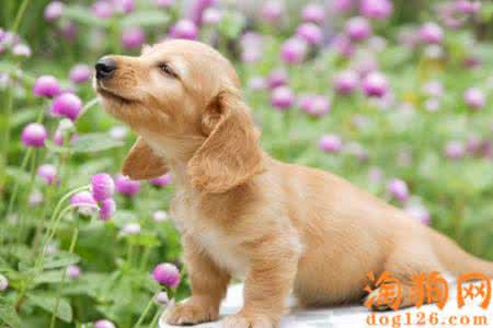 怎么训练可卡犬 可卡犬怎么训练？训练可卡犬作揖