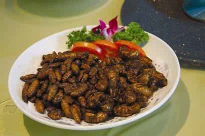 金蝉养殖骗局 金蟾怎么养 金蝉的养殖方法,金蝉的药用价值