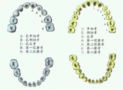 牙齿 肠胃 肠胃健康 从牙齿情况 窥探肠胃健康