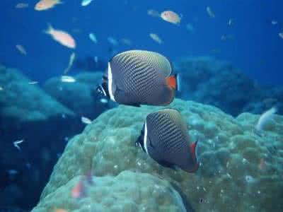 海洋游泳生物爬行类 海洋游泳生物