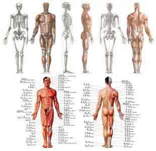 3d人体骨骼肌肉结构图 人体骨骼肌肉结构图