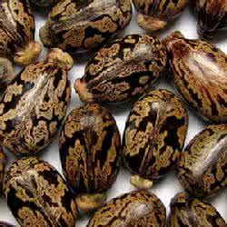 绝命毒师蓖麻毒素 绝命毒师 蓖麻毒素 吃一口!排光肺中95%毒素,绝非浪得虚名