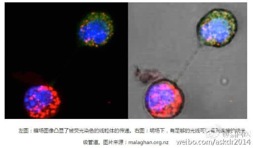 癌细胞线粒体 科学发现癌细胞从健康细胞获取线粒体DNA