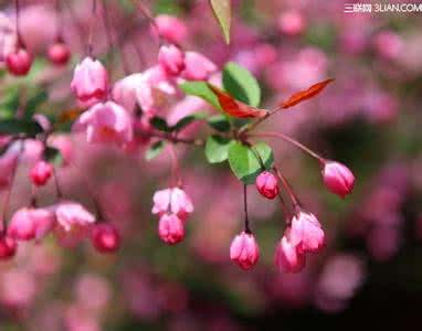 《花开,只为倾城》 花开，只为倾城