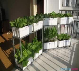 怎样自制阳台种菜盆 阳台种菜全图解