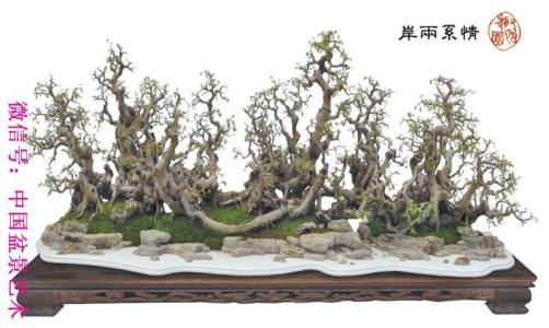 盆景的鸡爪怎么剪 盆景二十四技法