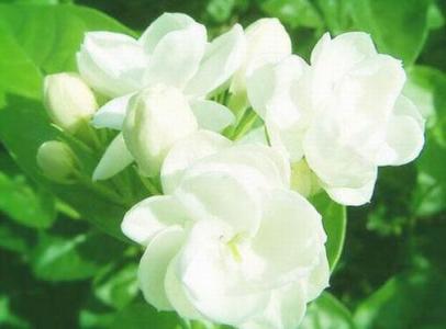 栀子花的花语 茉莉花花语