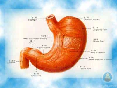 萎缩性胃炎症状及治疗 【治疗知识】萎缩性胃炎症状与治疗