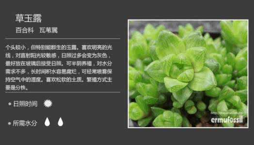 多肉植物日常养护 100种多肉植物图鉴+日常养护方法