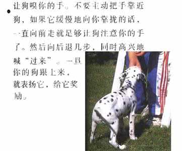 训练狗狗的方法大全 如何训练狗狗召唤