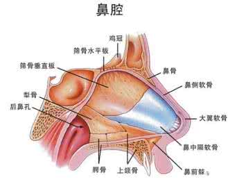 付济华鼻炎排毒膏 鼻炎莫小瞧，排毒是关键!