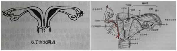 女性的敏感区 啪啪时女性阴道敏感区图解