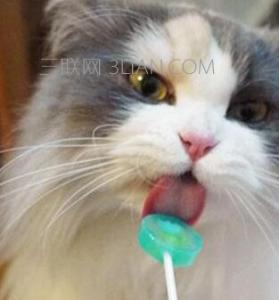 猫咪可以吃甜食吗 猫咪为什么不喜欢吃甜食