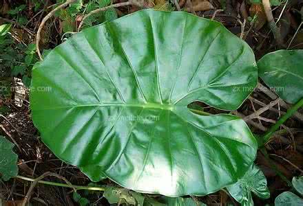 滴水观音叶子发黄下垂 滴水观音的养殖方法,滴水观音叶子发黄烂根怎么办