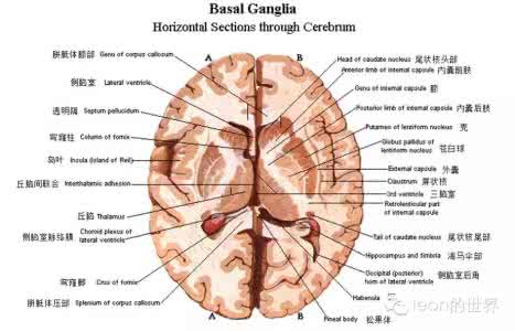 内囊的位置解剖图片 内囊解剖
