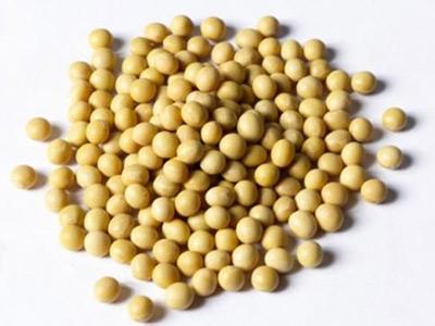 黄豆的功效与作用 黄豆的功效与作用 黄豆功效与作用