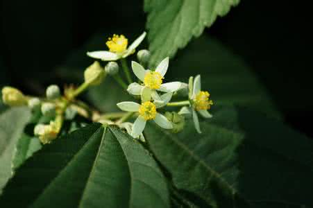 扁担杆子 扁担杆