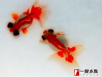 金鱼喂养 教你喂养金鱼的各种技巧