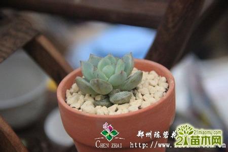 各种多肉养护知识 多肉植物日常养护小常识