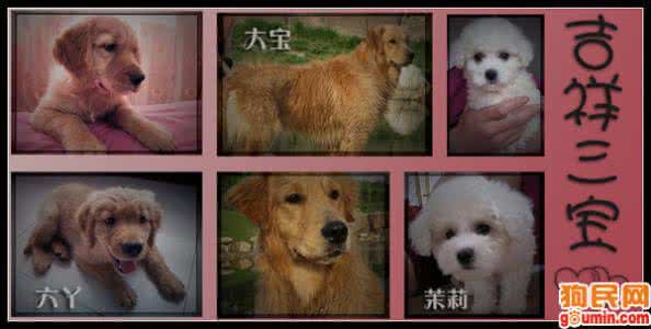 狗狗吃什么对毛发好 狗吃进了毛发老是咳 狗吃毛发怎么调理？