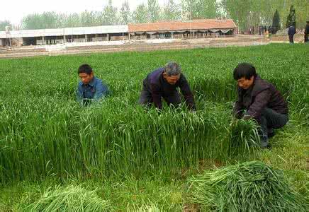 种草养鹅技术 种草养鹅技术 梦见种草