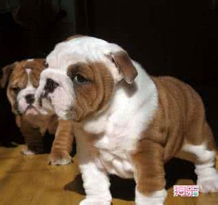 英国斗牛犬 英国本年度最美斗牛犬