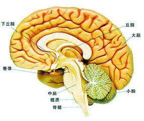 血管性头痛吃什么药好 血管性头痛是什么 血管性头痛症状和治疗