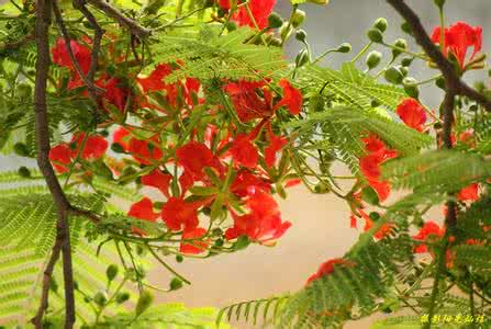 花样跳伞 【花样】伞花飞舞