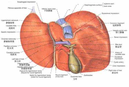 肝脏在人体的位置图 三步排出肝脏内毒素 女人体内毒素是这样排出的！