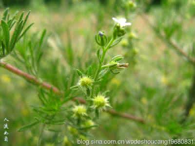 西药别名大全及分类 鹤虱的别名 鹤虱别名及鹤虱的分类