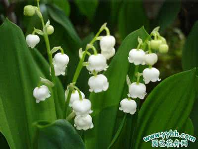 铃兰花花语 铃兰花的花语 铃兰花花语,铃兰花图片欣赏