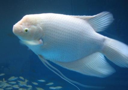 招财鱼和什么鱼混养好 招财鱼怎么养