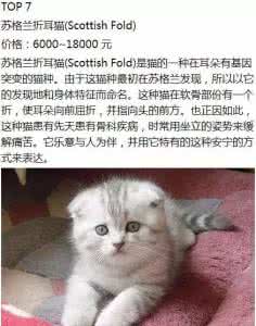 世界上最贵的车第一名 世界上最贵的十种猫,第一名你绝对想不到...