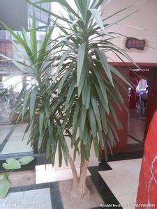 八种植物招财又旺宅 八种植物招财又旺宅 【招财旺运】招财旺运睡出来