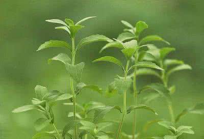 甜叶菊防病虫害图片 种甜叶菊要防斑枯病