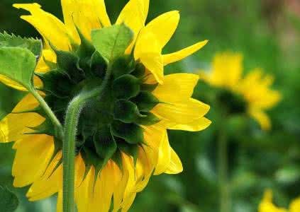 植物神经紊乱的食疗法 5款植物成为食疗新宠