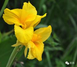 凤梨花的分株怎么繁殖 分株繁殖花卉？So  easy