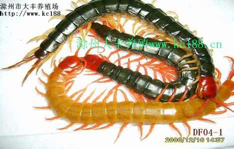 蜈蚣折纸 4、“折角蜈蚣”