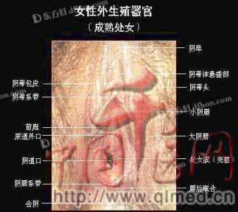 蚂蚁森林树的变化阶段 女人处女膜的三个神奇变化阶段