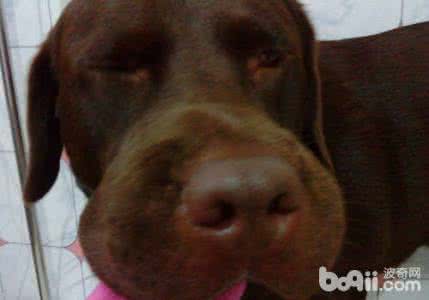 被蜜蜂蛰了几天后肿庠 被蜜蜂蛰了几天后肿庠 被蜜蜂蛰了后该怎么办？