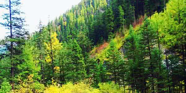 森林旅游hulinyuan 森林旅游有哪些注意事项