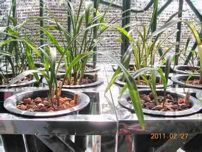 阳台养兰花用什么植料 阳台养兰之植料,上盆,光照,浇水