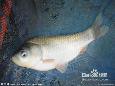 短节鱼竿推荐 砖家说:摸清鱼情,近岸短竿也能钓大鱼!