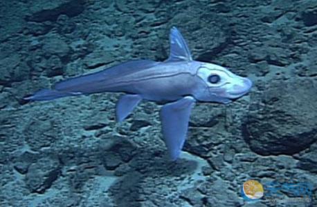 海洋生物学论文 海洋生物 海洋生物学论文