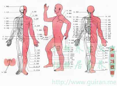 人体筋络分布图 人体穴位大挂图