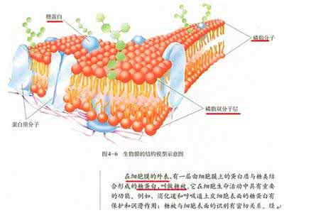 物质出入细胞的方式 高考生物知识点之物质出入细胞的方式