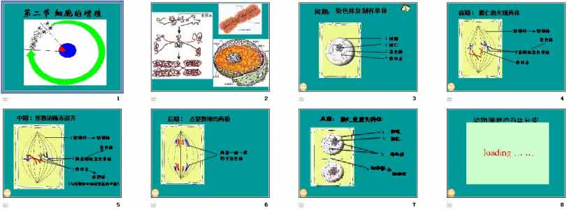 人教版高中生物说课稿 细胞的增殖说课稿 人教版-高中生物必修1-第6章第1节《细胞的增殖》说课稿